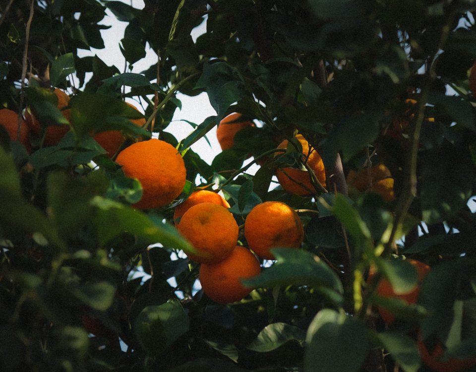 Star in your first visit in Turkey translating your documents in Ungali Antalya